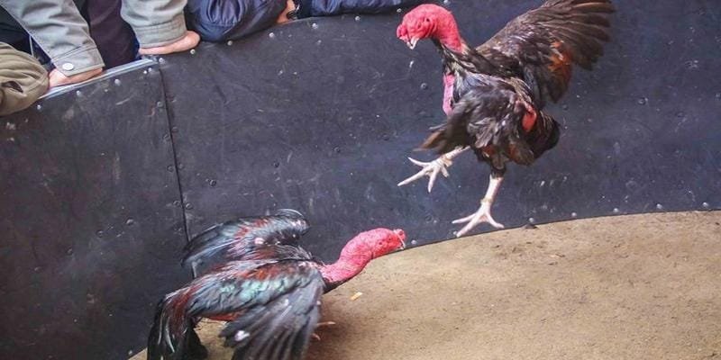 Thắng lớn cược chọi gà nhờ nghiên cứu chiến kê