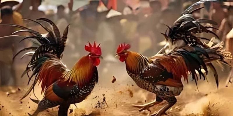 Cược Meron tỷ lệ thưởng lớn